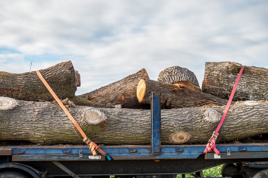 Holztransport