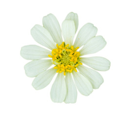  White Zinnia Flower isolated on white background