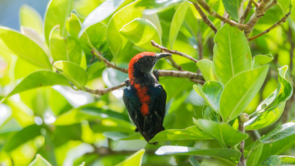 Bird (Scarlet-backed Flowerpecker) in nature wild