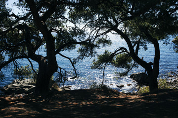 Two pines on the shore against the background of a brilliant blue sea.
