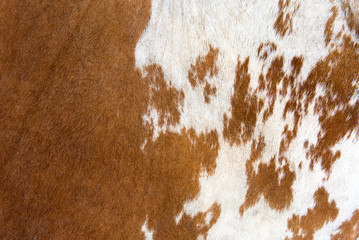 White and brown Cow skin texture and background