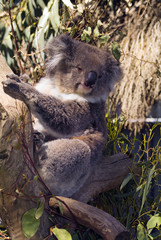 Australia, Zoology,