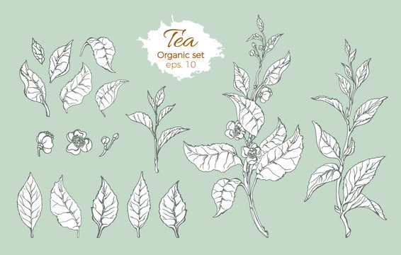 Vector set of tea branches with realistic leaves and flowers.