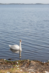 beautiful white bird swan quietly on the lake