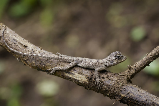 Image of chameleon on a brown branch . Reptile