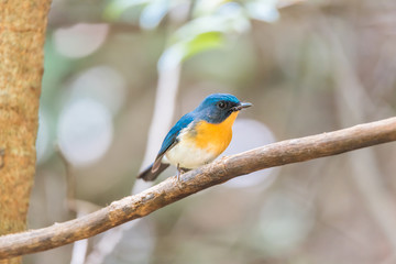 Bird (Tickell's Blue Flycatcher) in nature wild