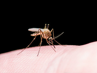 Yellow Fever, Malaria or Zika Virus Infected Mosquito Insect Isolated on Black