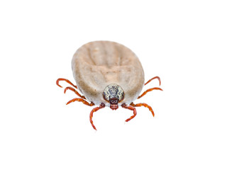 Encephalitis or Lyme Virus Infected Tick Arachnid Insect Isolated on White