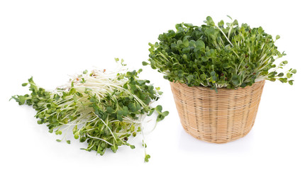 Fototapeta premium kaiware sprout, japanese vegetable or watercress on white background