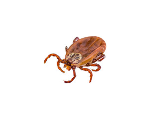 Encephalitis or Lyme Virus Infected Tick Arachnid Insect Isolated on White