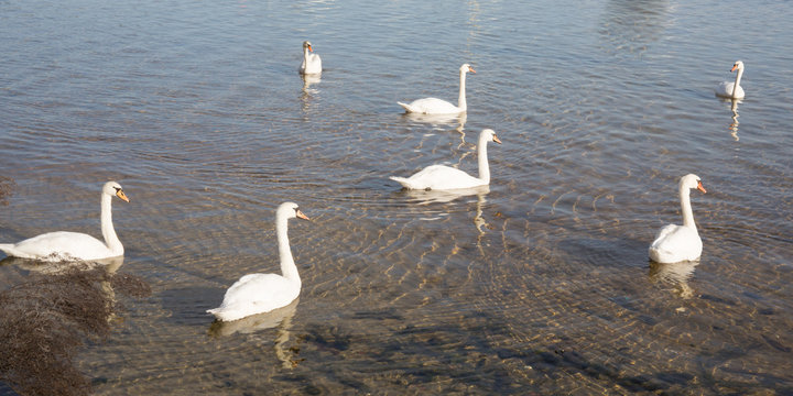 White swans float and swim quietly on the beach