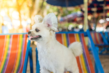 Fototapeta na wymiar Dog sitting on beach chair when travel at sea