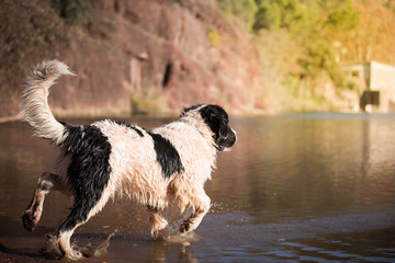 landseer water work rescue dog