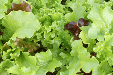 Fresh green curly Lettuce salad background. Top view