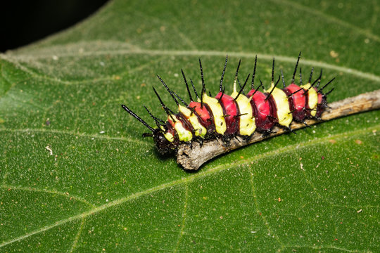 Image of a caterpillar bug on green leaves. Insect Animal