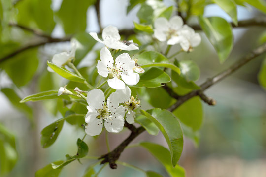 Flowers of a pear in a spring sunny day. Background is green and white.