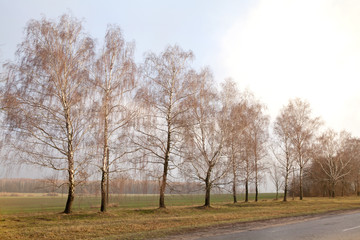 Fototapeta na wymiar Beautiful countryside empty road, birch tree forest, cloudy weather landscape