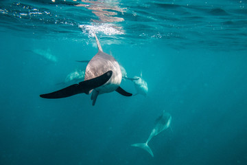 Fototapeta premium Spinner Dolphins Stenella longirostris Pull Focus Photographed near the coast of Mauritius in the indian ocean while interacting
