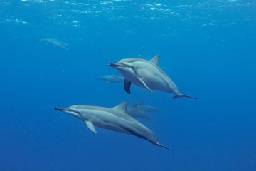 Spinner Dolphins Stenella longirostris coming towards me Photographed near the coast of Mauritius in the indian ocean while interacting