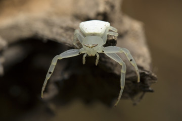 Image of white crab spider (Thomisus spectabilis) on dry branches. Insect Animal.