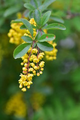 flower barberry
