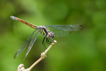 Image of crimson dropwing dragonfly(female)/Trithemis aurora on a branch on nature background. Insect. Animal