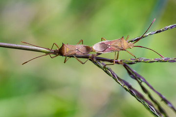 Image of Cletus rusticus Bug(Hemiptera) Mating on nature background. Insect. Animal