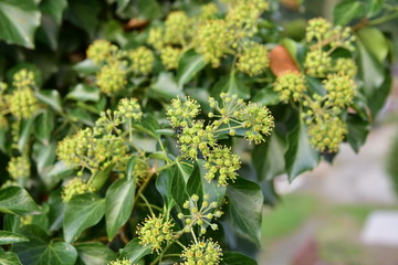 flower hedera