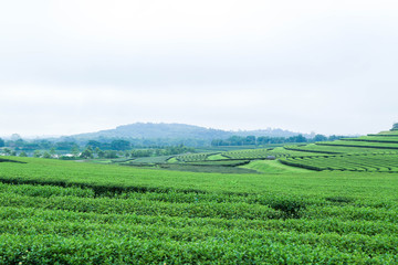 Fototapeta na wymiar green tea plantation landscape