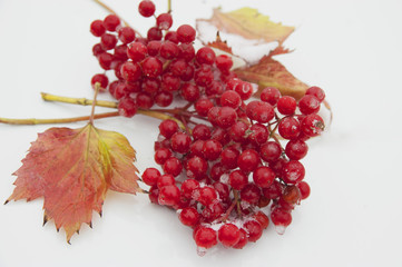 The frozen red guelder-rose