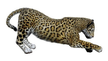 3D Rendering Big Cat Jaguar on White