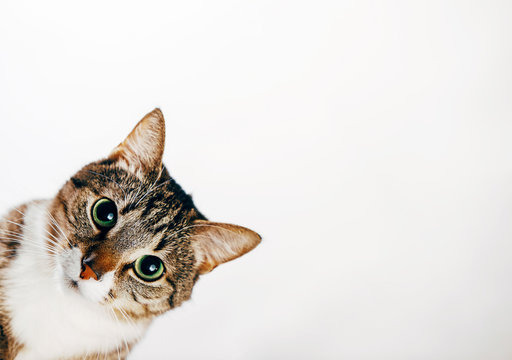 Cat Peeking Images – Browse 27,556 Stock Photos, Vectors ...