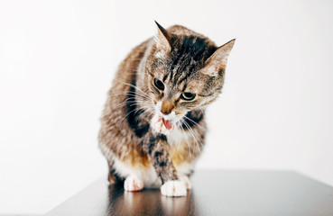 the cat washes the paw