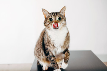 a striped cat licks its nose