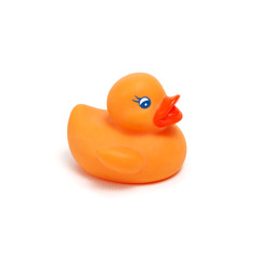 Yellow rubber duck on white
