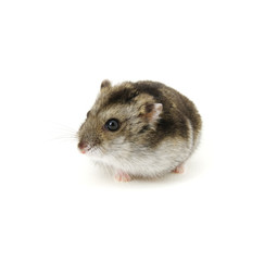 Dwarf hamster on white