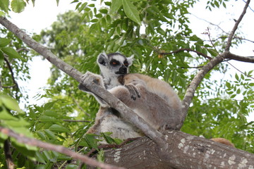 Katta beim Sonnenbaden in Madagaskar
