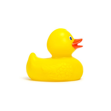 Yellow rubber duck on white