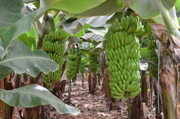 Plantation sous bâches de bananes naines. Sud de l'île de Tenerife, Canaries (Planting under...
