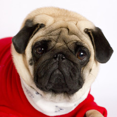 Very cute pug dog in a red New Year's dress. Looking with sad eyes