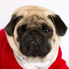 Very cute pug dog in a red New Year's dress. Looking with sad eyes