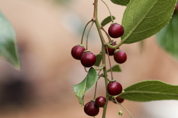 Fruits of a shiny leaf buckthorn (Rhamnus prinioides)