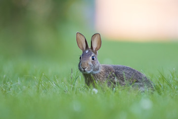 eastern cottontail bunny