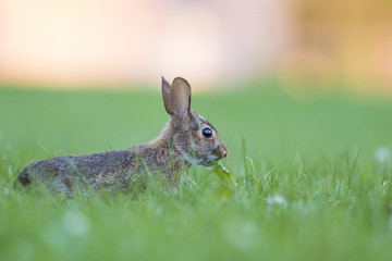 eastern cottontail bunny