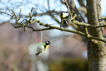 The Great Tit sitting on the bird feeder in the garden.