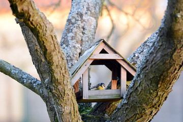 The Great Tit sitting on the bird feeder in the garden.