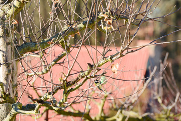 The Great Tit sitting on the bird feeder in the garden.