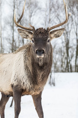 Adult male a deer with horns and in winter to clothes in the forest. The deer looks in the camera