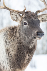 Adult male a deer with horns and in winter to clothes in the forest. The deer looks in the camera