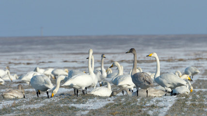 Whooper Swans Flock